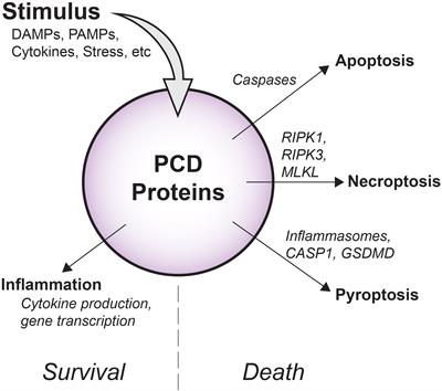 Cell death proteins in sepsis: key players and modern therapeutic approaches